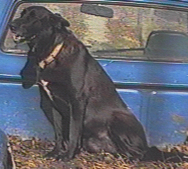 A picture of Thunder.