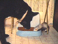 Thunder sharing her food.