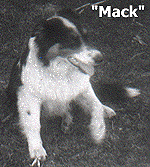 Mack, a later pet.
